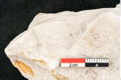 Foto (Detailansicht) von Phyllocladus asplenioides Ettingshausen 1887 (NHMW-GEO-2024-0188-10353)